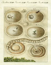 Illustration d